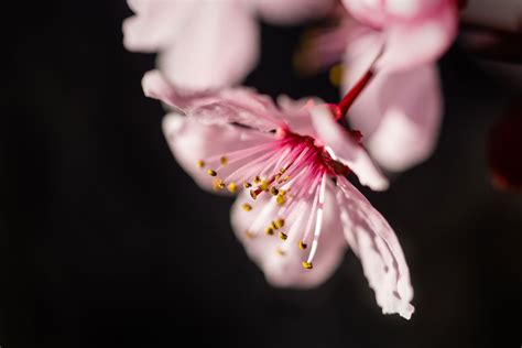 Whispers-in-the-Dark-flower-photography | Clint Losee Photography