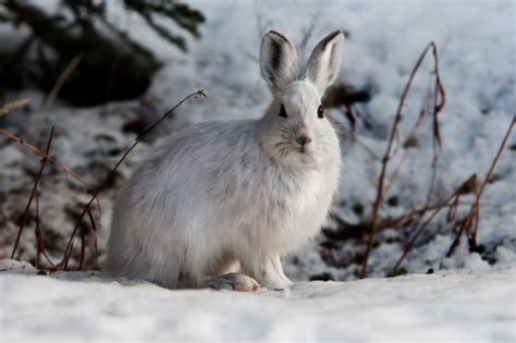 Snowshoe Hare (U.S. National Park Service)