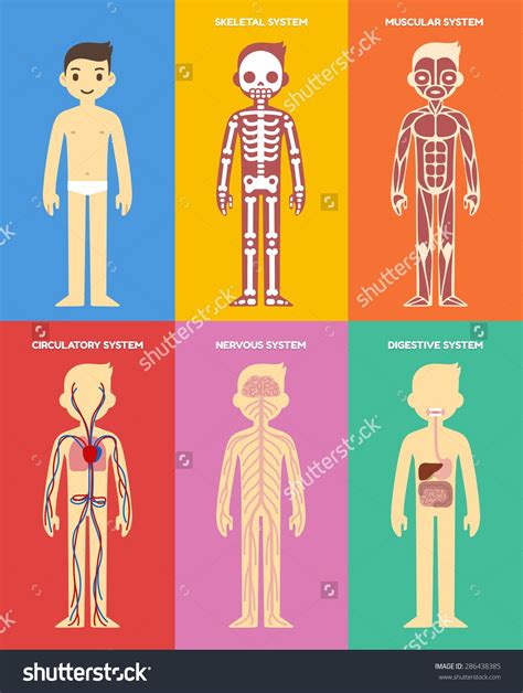 Skeletal Muscle Anatomy, Human Body Anatomy, Human Skeleton Parts, Human Skeletal System, All ...