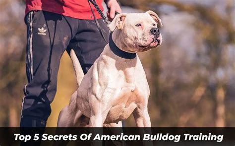 Top 5 Secrets Of American Bulldog Training (Must-See!)