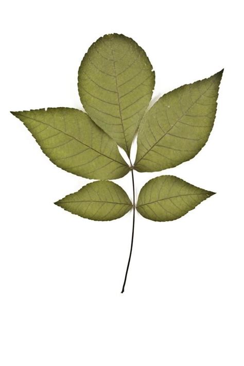 pecan tree leaves identification - For The Greater Column Photographs