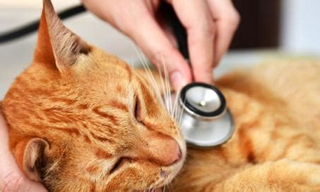 Feline Leukemia Virus and Your Cat | PetMD
