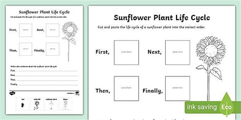 Life Cycle of a Plant Worksheet | Plant Sequencing Activity