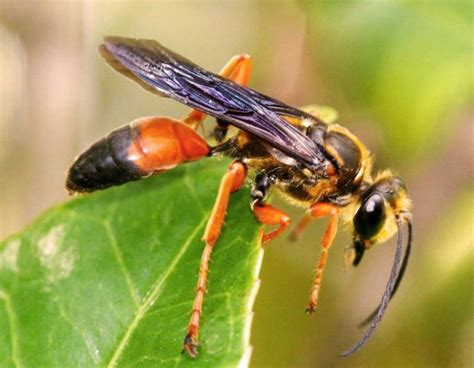 SCORES & OUTDOORS: Wasps have a bad reputation: this one, though, is ...