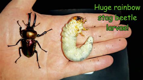 Big rainbow stag beetle larvae! - YouTube