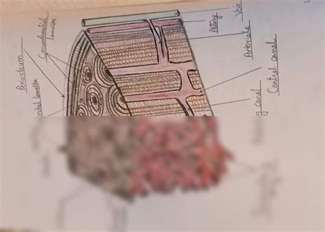 SOLUTION: Histology diagram of periosteum - Studypool