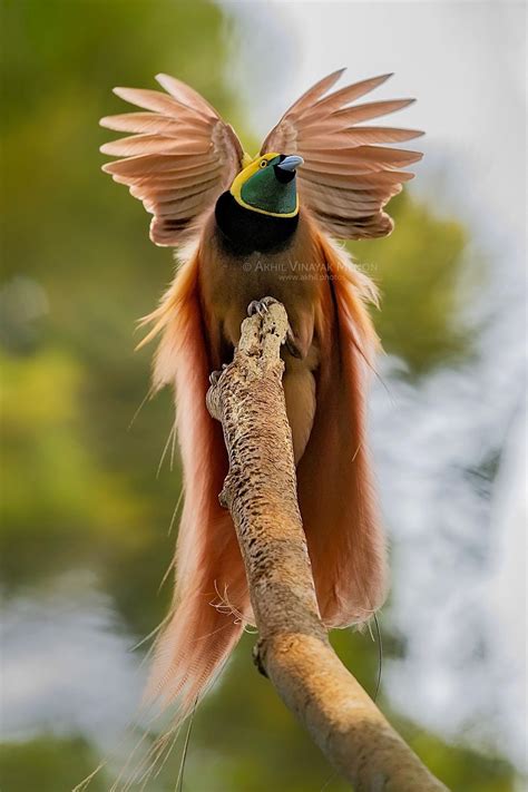 Raggiana Bird of Paradise | Birds of paradise, Greater bird of paradise ...