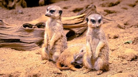 Premium Photo | Meerkat family