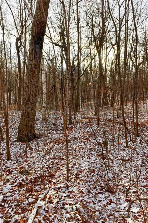 Winter Forest Landscape 15907298 Stock Photo at Vecteezy