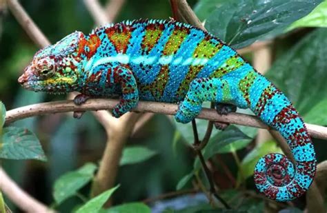 Chameleon - Description, Habitat, Image, Diet, and Interesting Facts