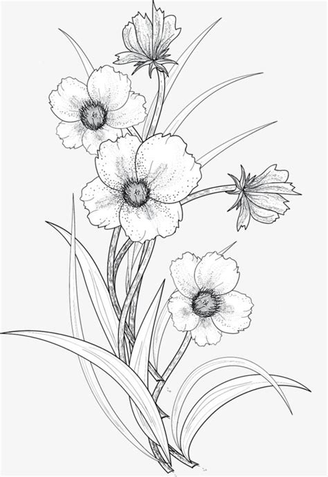 Line drawing flowers PNG and Clipart | 라인아트, 라인 드로잉, 잎 그림