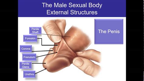 Human Sexuality Ch 2 Male sexual anatomy - YouTube