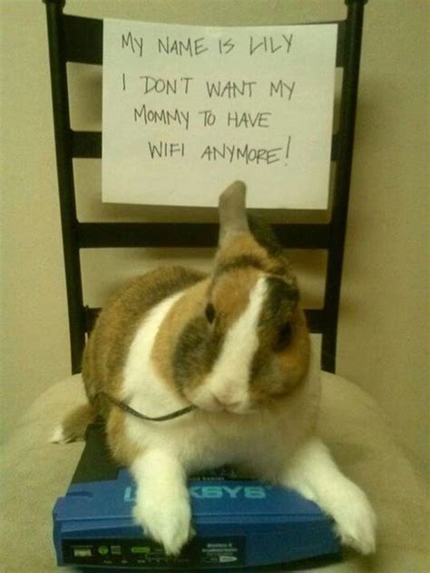 20 Funny Rabbit Memes - FunnyFoto - Page 18 | Funny animals, Funny rabbit, Cute baby bunnies