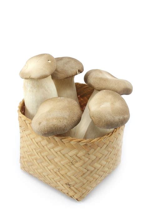 Eringi Mushroom stock image. Image of tree, nutrition - 30538811