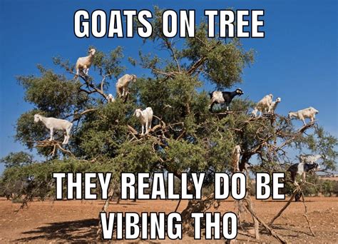 goats 😳 : r/okbuddyretard