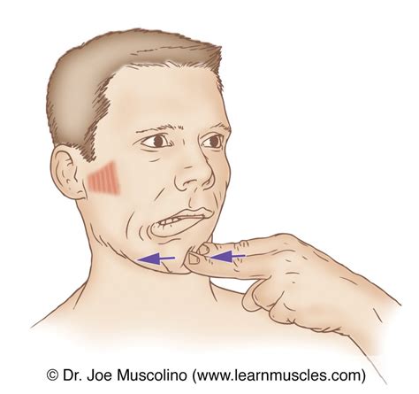 Lateral Pterygoid Muscle