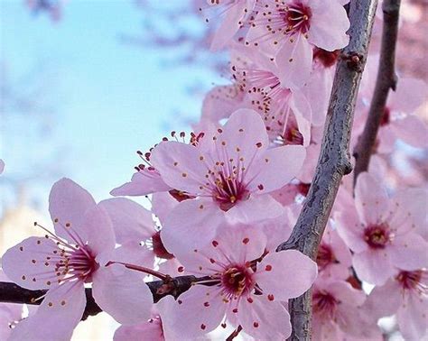 Sakura Flower Meaning and Symbol | Japan Amino