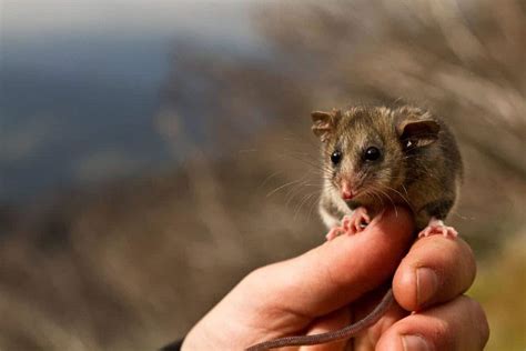 10 Australian Extinct Animals That Came Back from the Dead | Earth.Org