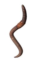Earthworm - DayZ Wiki