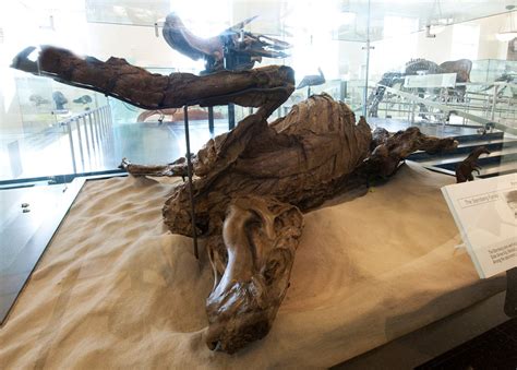 an animal skeleton is on display in a glass case with other items around the exhibit