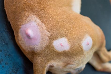 13 Pictures of Dog Tumors, Cysts, Lumps & Warts