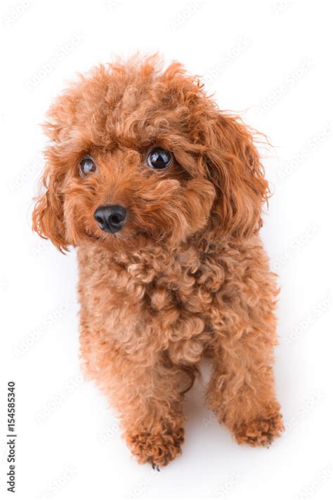 Innocent Cute Puppy Dog With Brown Curly Fur Stock Photo | Adobe Stock