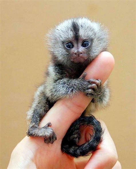 Pygmy Marmoset | Смешные фотографии животных, Детеныши животных ...