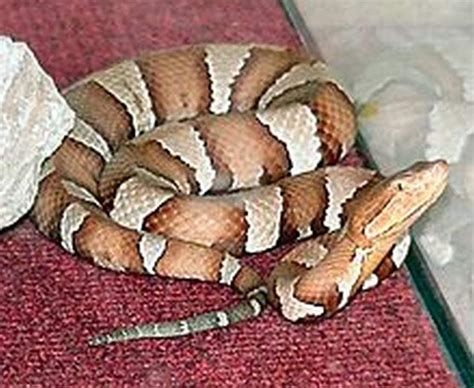 Agkistrodon contortrix | Venomous animals, Pit viper, Brown and grey