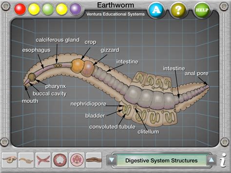Earthworm Anatomy by Ventura Educational Systems
