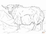 Wild Yak Coloring Page Free Printable Pages Sketch sketch template