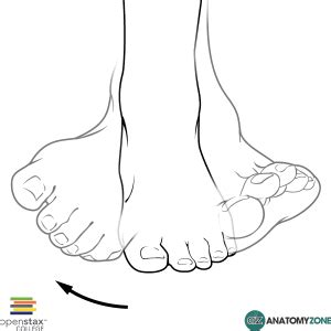 Inversion of the Foot - AnatomyZone