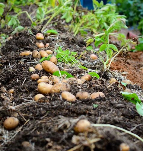 Planting Potatoes the How To Guide – West Coast Seeds