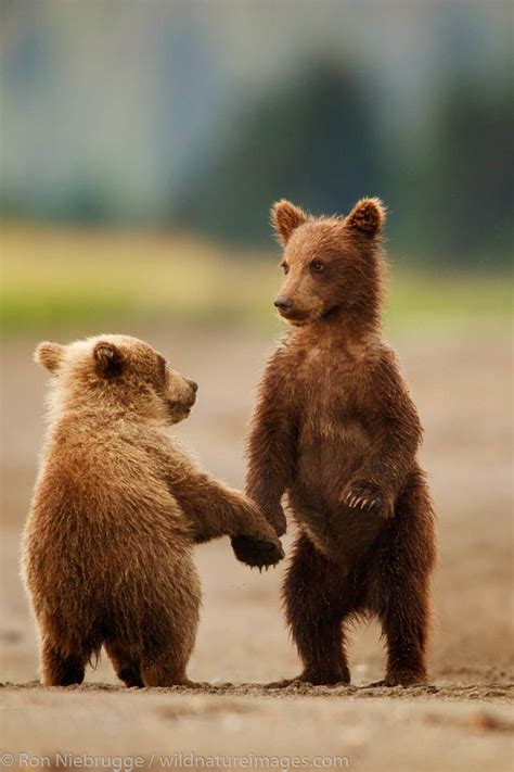 Bear Cubs Playing | Ron Niebrugge Photography