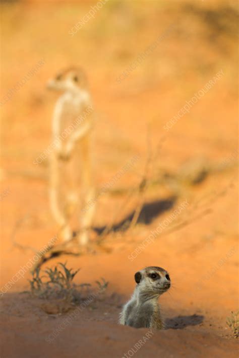 Meerkat emerging from burrow - Stock Image - C042/1231 - Science Photo Library