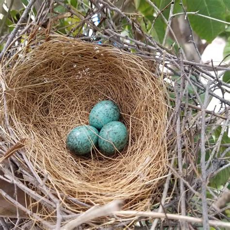 What Does A Blue Jays Egg Look Like? (Interesting Facts)