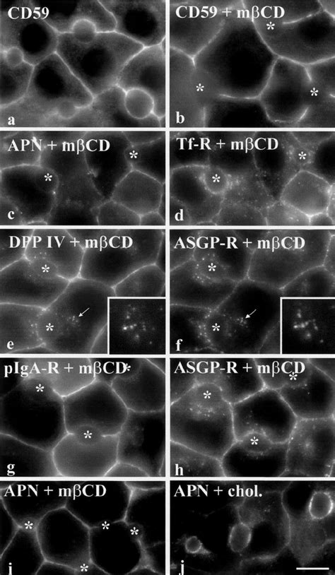 Transcytosis of newly synthesized apical residents is dramatically... | Download Scientific Diagram