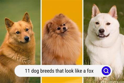 11 Dog Breeds That Look Like A Fox (Photos!) - Oodle Life