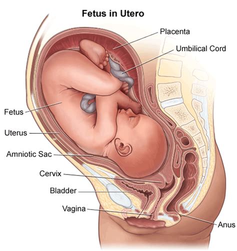 Fetus Definition and Examples - Biology Online Dictionary