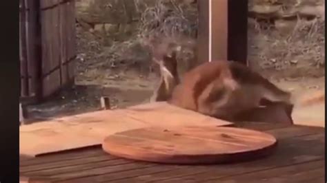 Funny Kangaroo Fight - YouTube