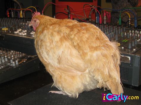 Maurice the Chicken - iCarly Wiki