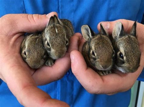 Dallas rehabber says wild rabbit rescues multiply in spring | GreenSource DFW