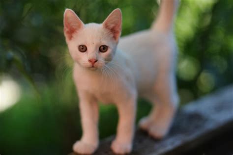 Free Images : grass, outdoor, flower, fauna, whiskers, vertebrate, sat, solid white cat, small ...