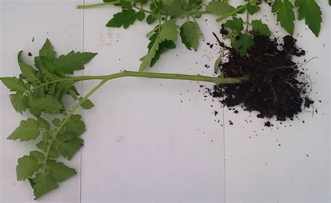 Develop A Big Tomato Root System When Transplanting