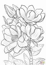 Campbells Magnolia Coloring Page  Free Printable Pages sketch template