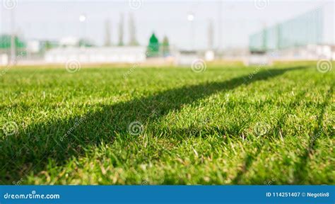 Soccer field grass stock image. Image of healthy, garden - 114251407