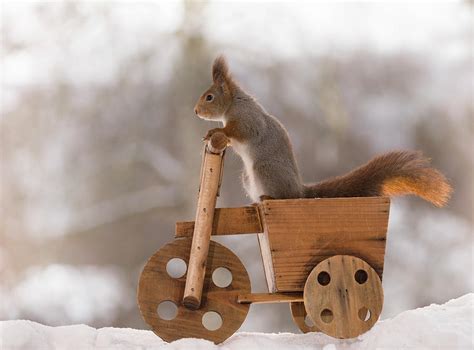 Red Squirrel Riding Wooden Vehicle Photograph by Geert Weggen - Fine Art America