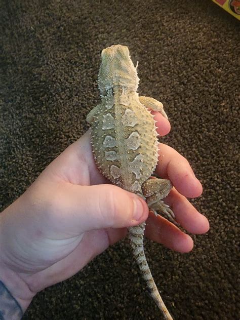 TRIO Pogona henrylawsoni - ReptileSALES.com.au - Reptile Classifieds!