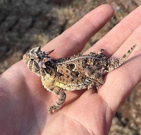 Found this Horny Toad in Western Oklahoma today. : r/reptiles