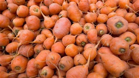 All About the Oxheart Carrot - Minneopa Orchards