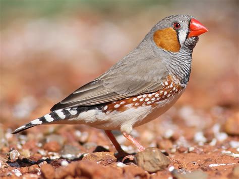 Zebra Finch - eBird